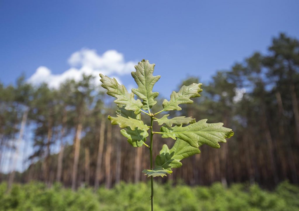 Zdjęcie przedstawia sadzonkę na tle lasu